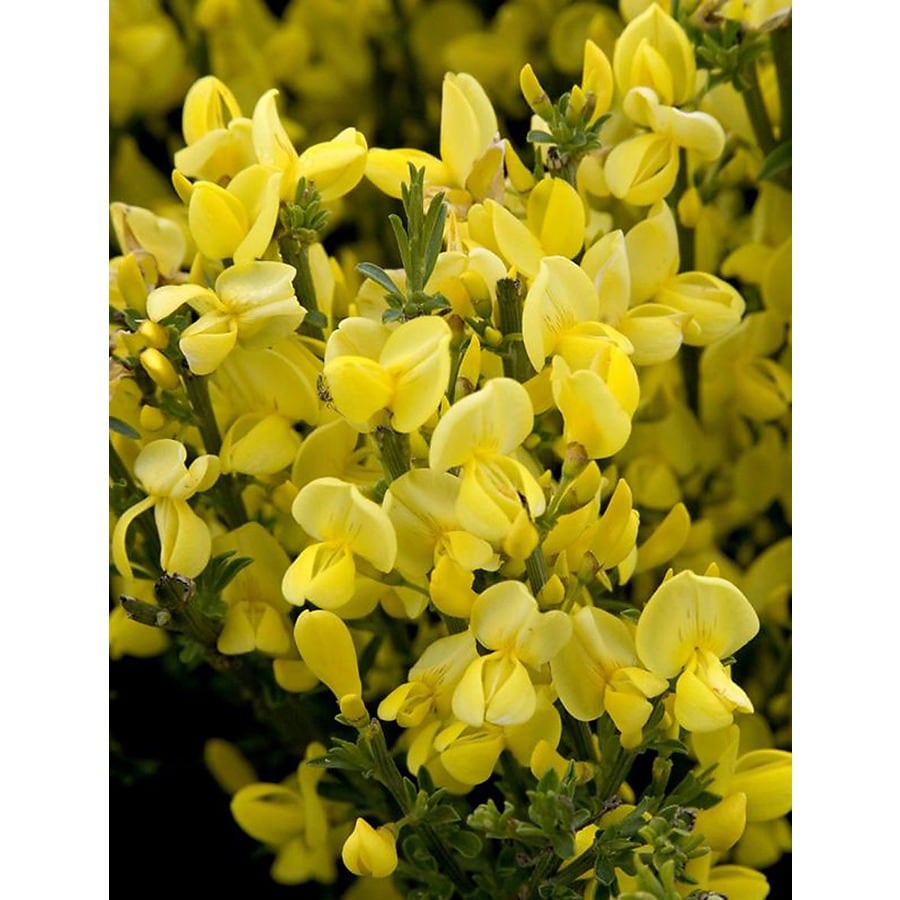 broom plant with yellow flowers