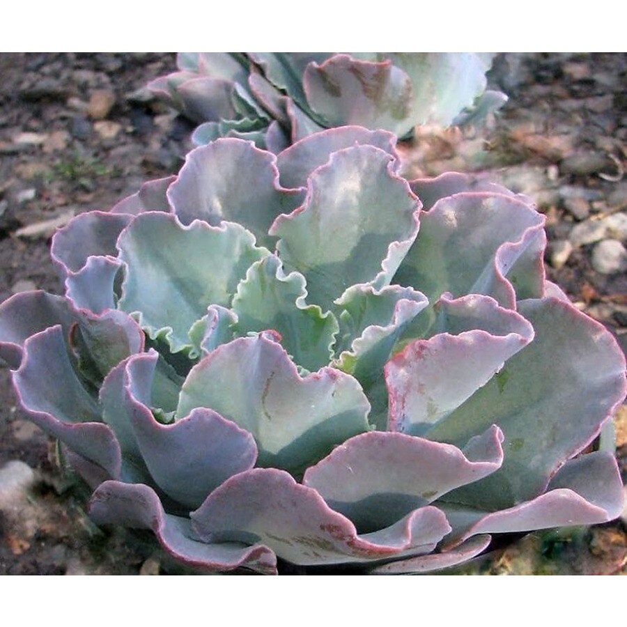 Monrovia Echeveria Ruffles In At