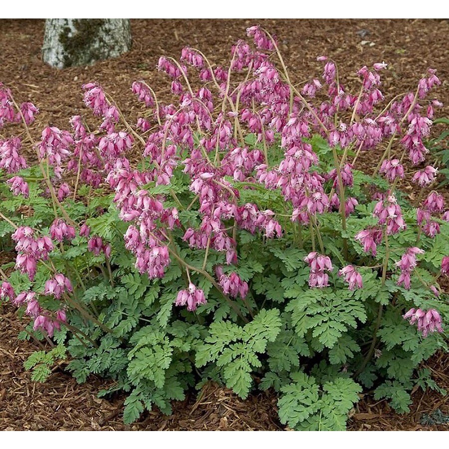 wild bleeding-heart wild bleeding-heart