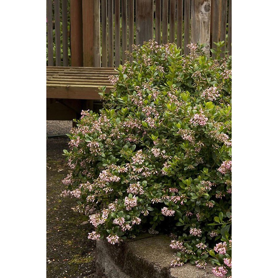 Monrovia Pink Pink Princess Escallonia Flowering Shrub in Pot