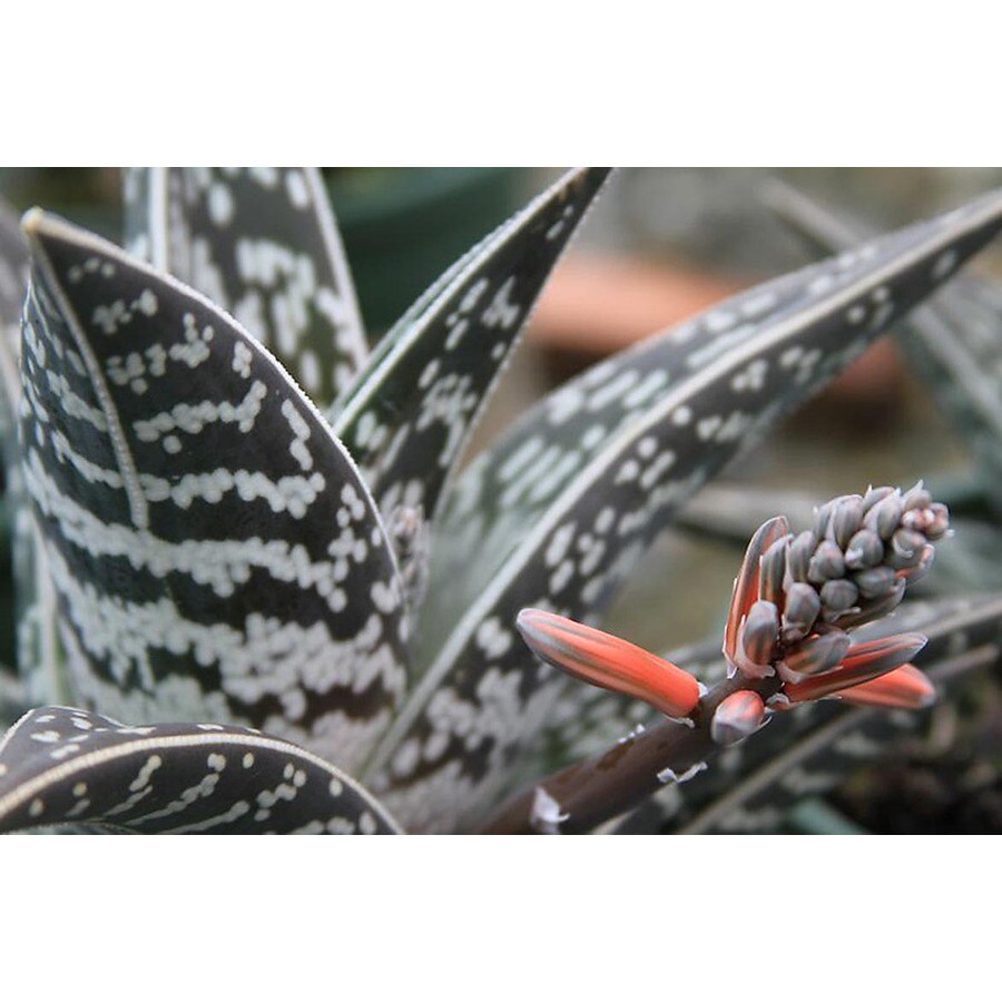 Monrovia Aloe Variegata in at