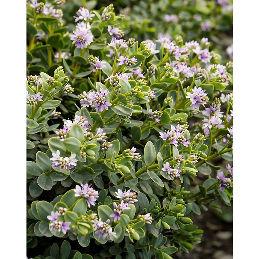 Monrovia Purple Gibby Hebe Flowering Shrub in Pot (With Soil) at Lowes.com