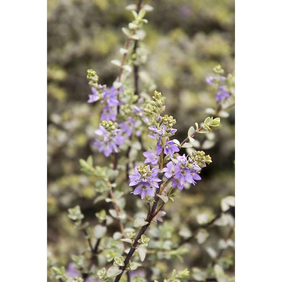 Monrovia Purple Quicksilver Hebe Flowering Shrub in Pot (With Soil) at