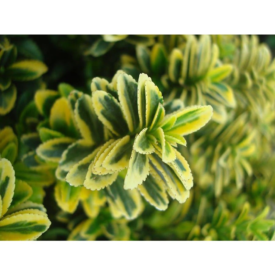 Monrovia Sunny Delight Boxleaf Euonymus Feature Shrub in Pot (With Soil)