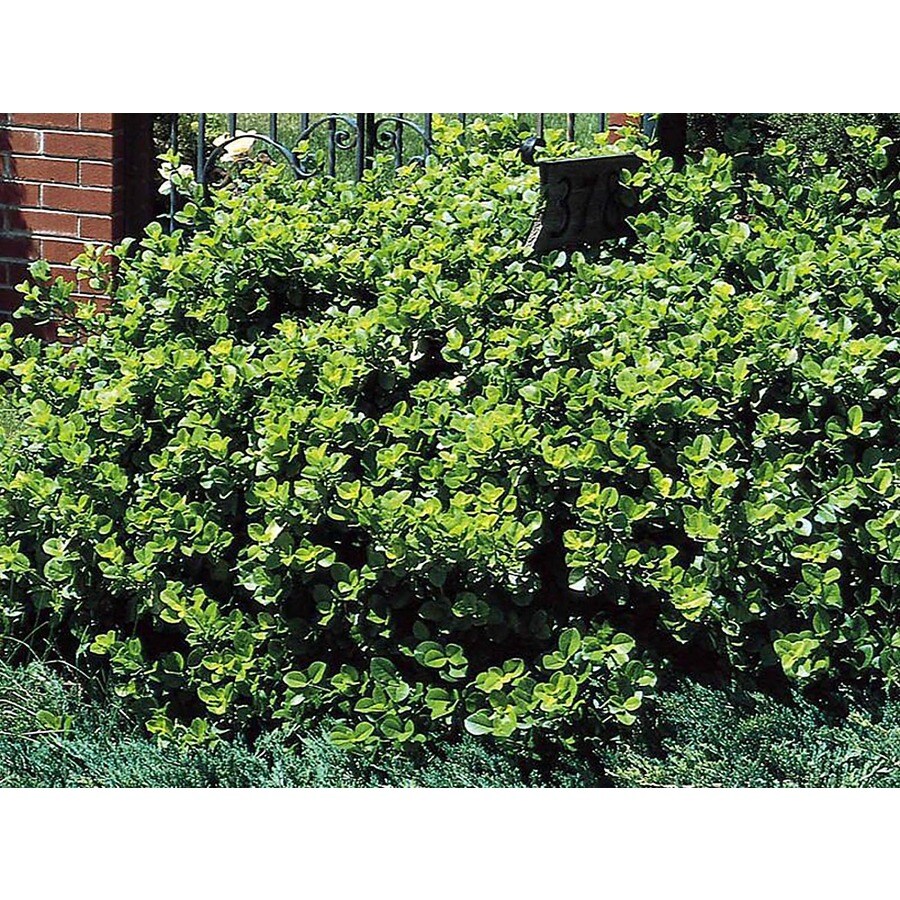 Shop Monrovia 1.6Gallon Manhattan Euonymus Foundation/Hedge Shrub at