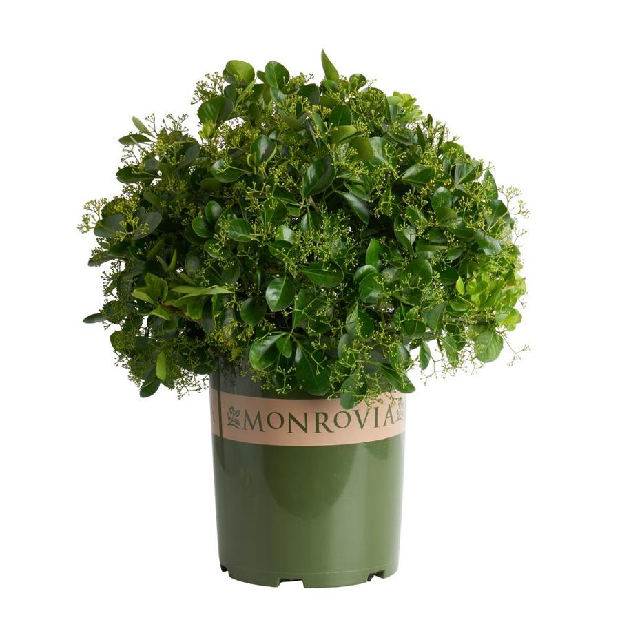 Monrovia Manhattan Euonymus Foundation/Hedge Shrub in Pot (With Soil