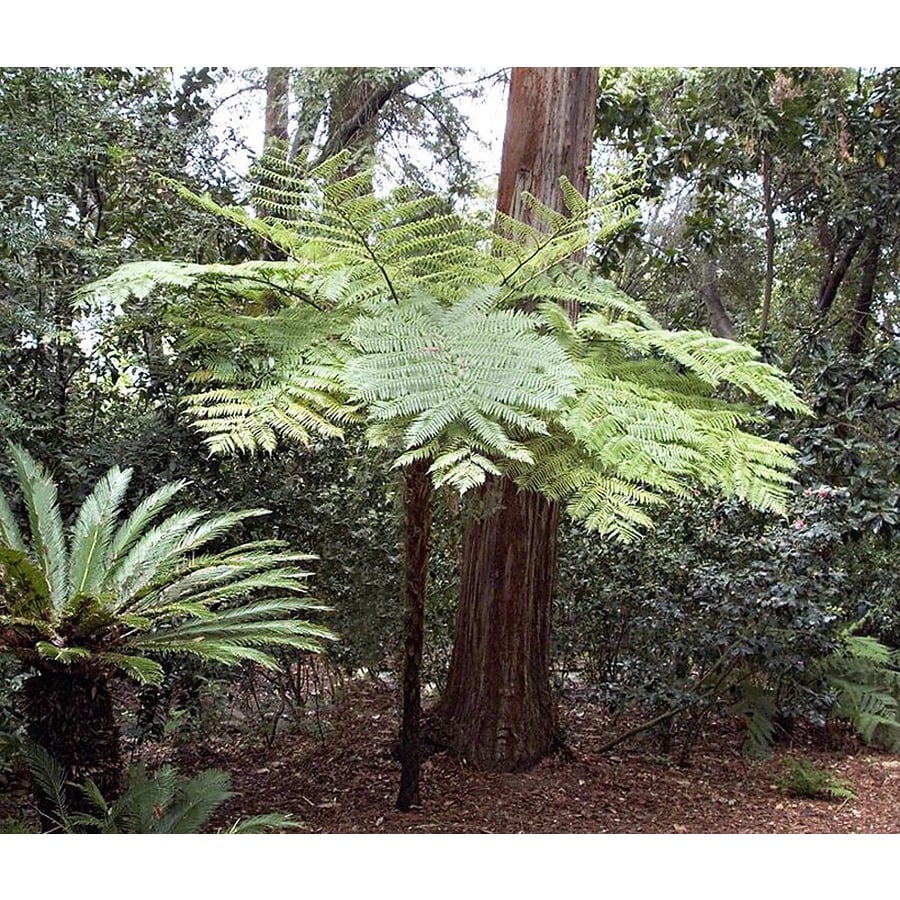 shop monrovia 3 58 gallon australian tree fern at lowes com shop monrovia 3 58 gallon australian tree fern at lowes com