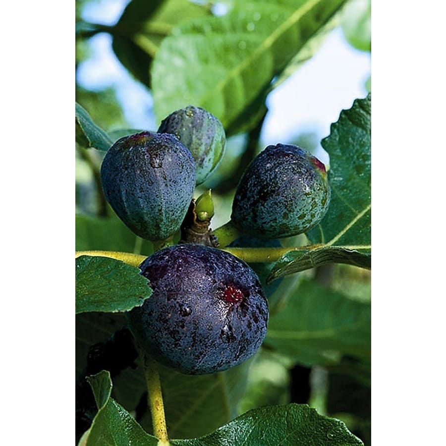 Botanical name for blackjack