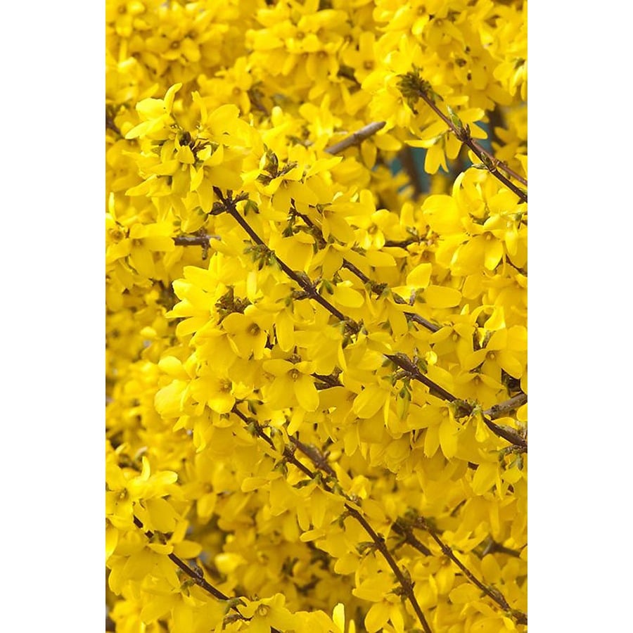 Monrovia Yellow Spring Glory Forsythia Flowering Shrub in Pot