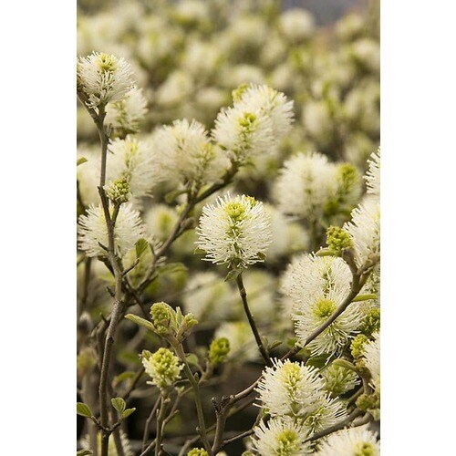 Monrovia White Dwarf Fothergilla Flowering Shrub in Pot ...