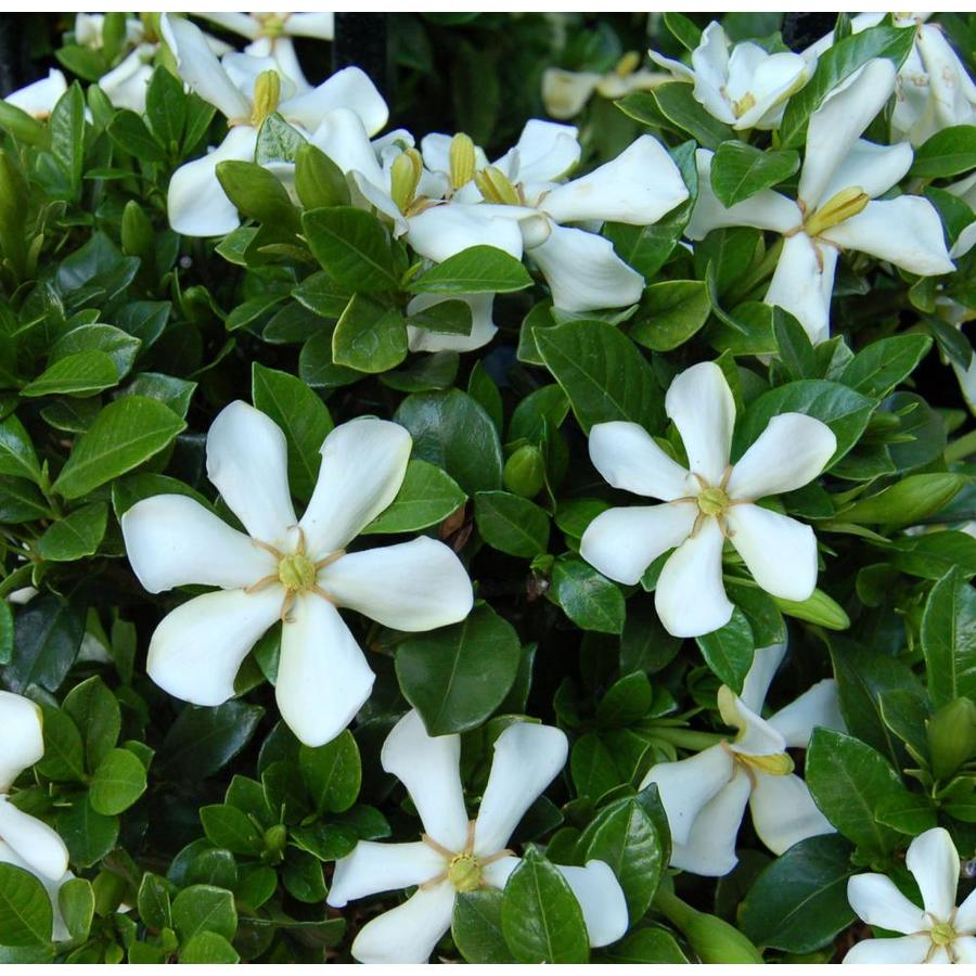 Monrovia 2-Gallon White Pinwheel Gardenia Flowering Shrub in Pot at ...