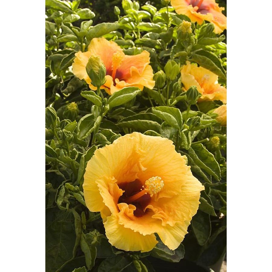 Monrovia Orange Cherie Hibiscus Flowering Shrub in Pot (With Soil) at ...