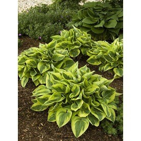 Shop Perennials at Lowes.com