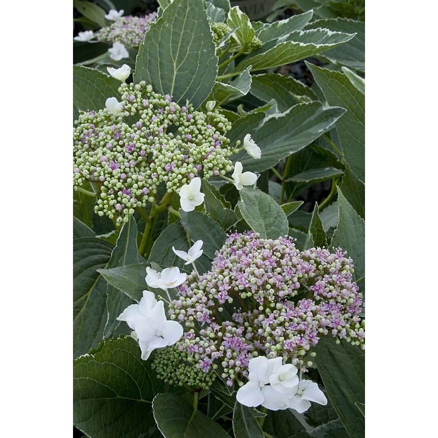 Monrovia Blue Variegated Lacecap Hydrangea Flowering Shrub in Pot (With ...