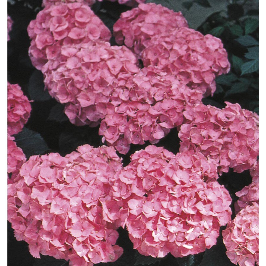 Monrovia Pink Pink Beauty Hydrangea Flowering Shrub in Pot (With Soil