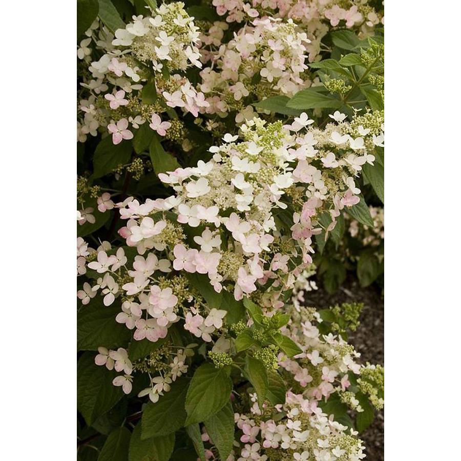 Monrovia White Angel's Blush Hydrangea P10751 Flowering Shrub in Pot
