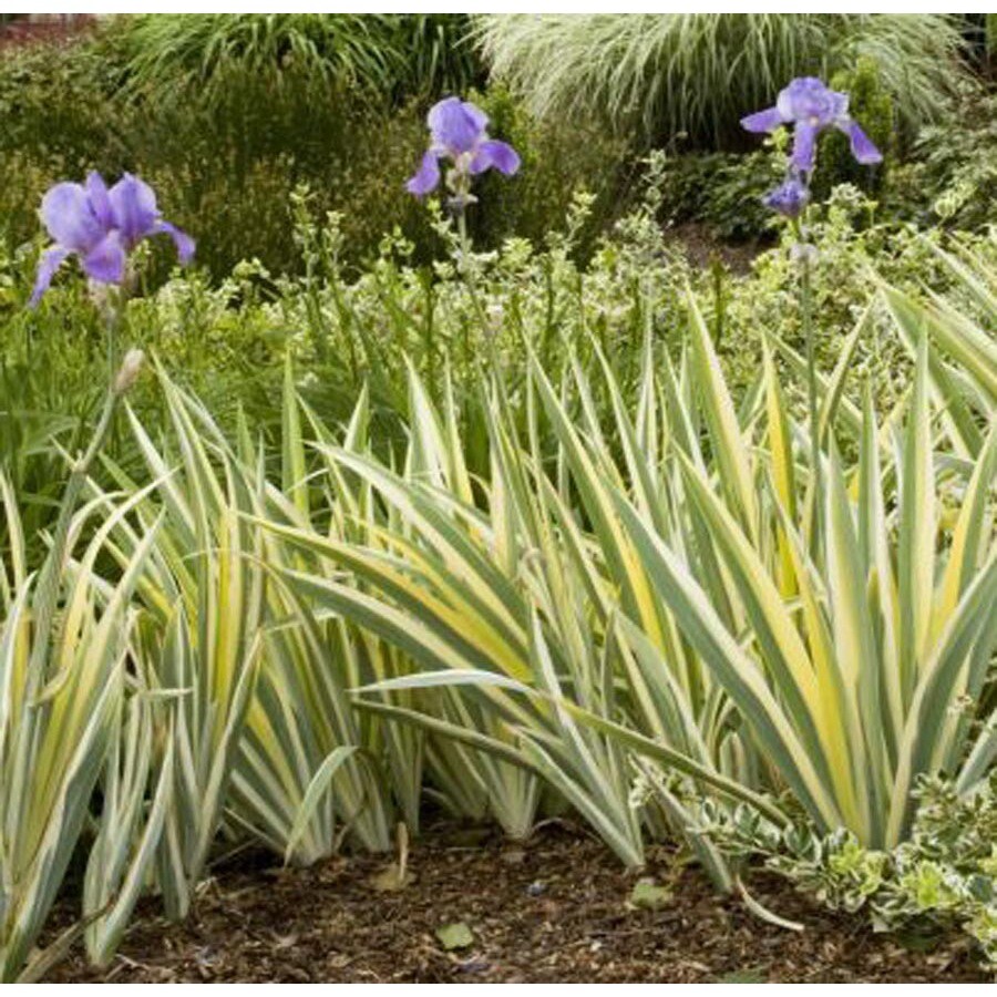 Shop Monrovia 2.6Quart Variegated Japanese Water Iris at