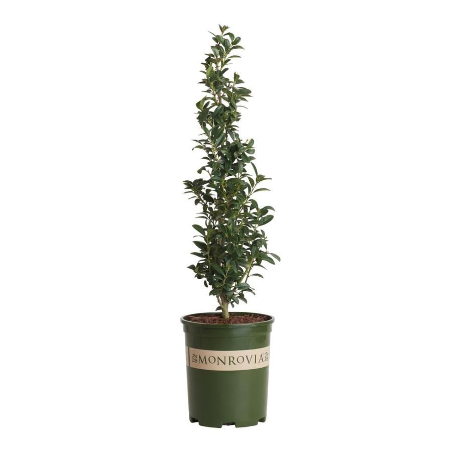 monrovia-sky-pencil-japanese-holly-foundation-hedge-shrub-in-pot-with