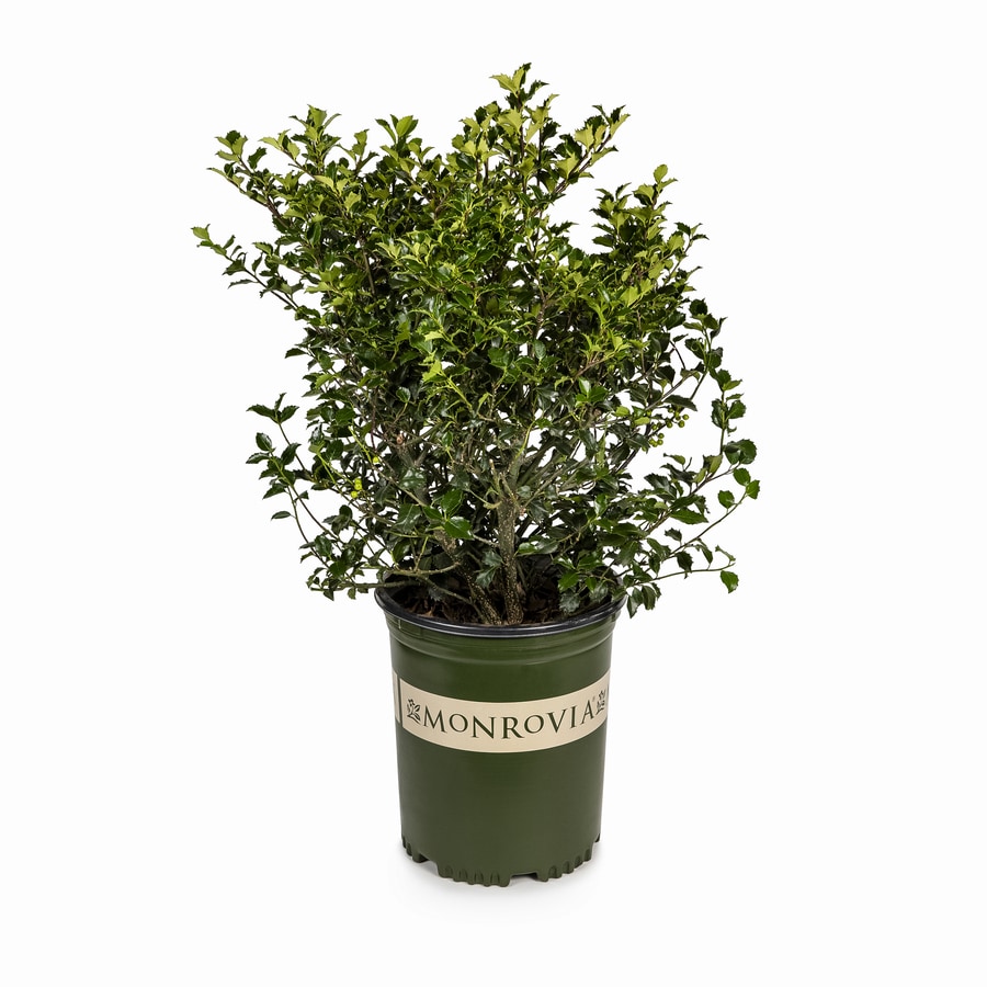 Monrovia Berri-magic Kids' Holly Combination Foundation/Hedge Shrub in ...