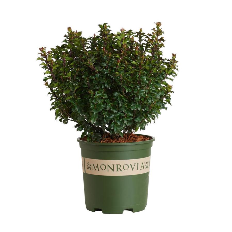 Monrovia White Little Rascal Holly P9999 Flowering Shrub in Pot (With ...