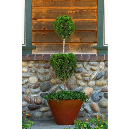 Monrovia Green Columnar Juniper 2 tier Poodle Screening Shrub In Pot