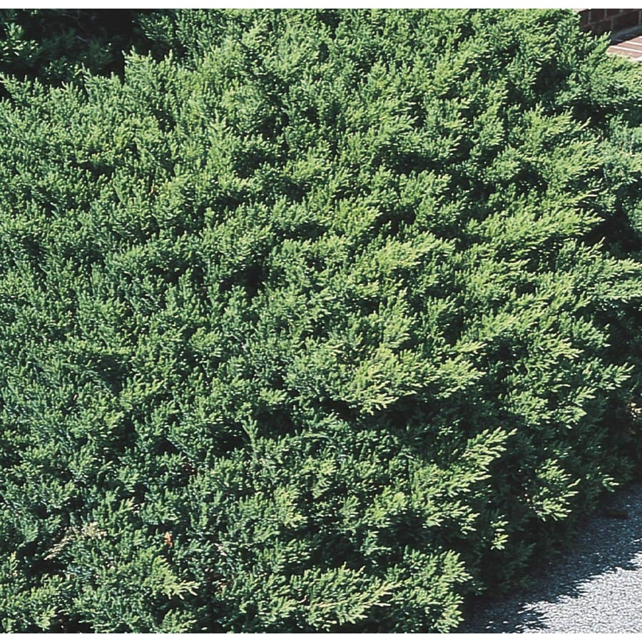 Monrovia San Jose Juniper Accent Shrub in Pot (With Soil) (L8271) at ...