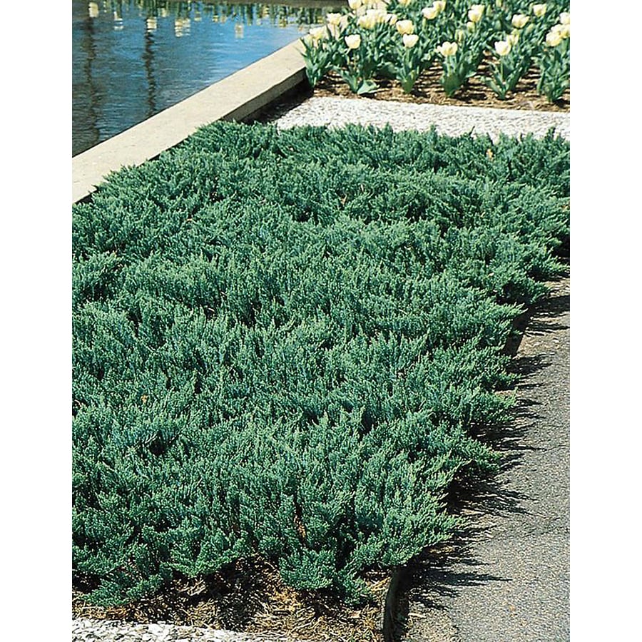 Monrovia Blue Chip Juniper Foundation/Hedge Shrub in Pot (With Soil) at