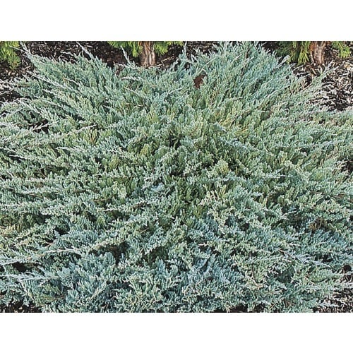 Monrovia Icee Blue Juniper Accent Shrub in Pot (L24816) in the Shrubs