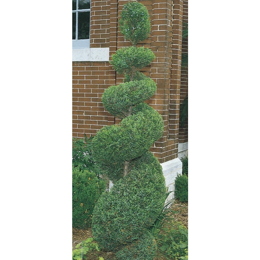 Monrovia Medora Spiral Juniper Feature Shrub in Pot (With Soil) (L24348 ...