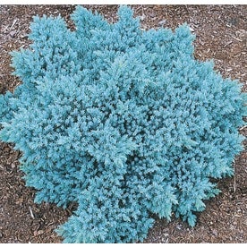 Monrovia Blue Star Juniper Accent Shrub in Pot (With Soil) (L4737)
