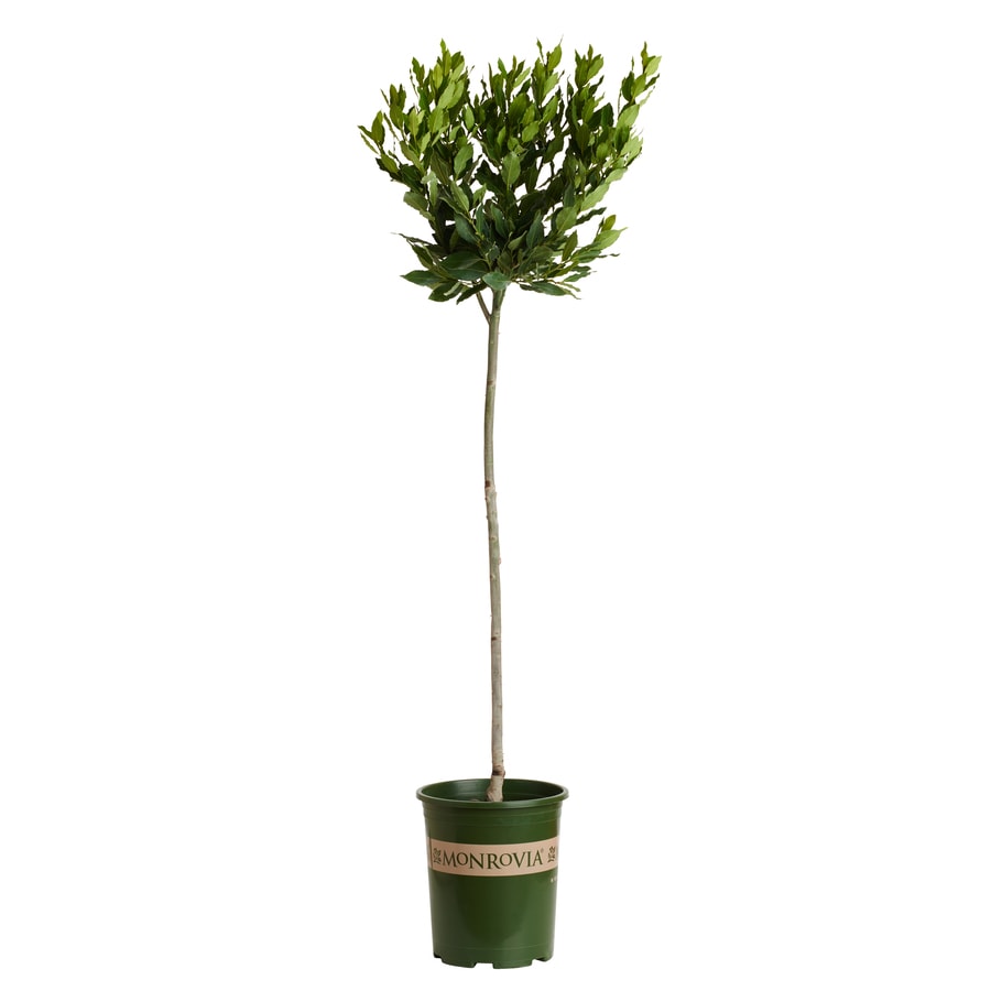 Monrovia 3.58Gallon Sweet Bay Laurel Flowering Tree in