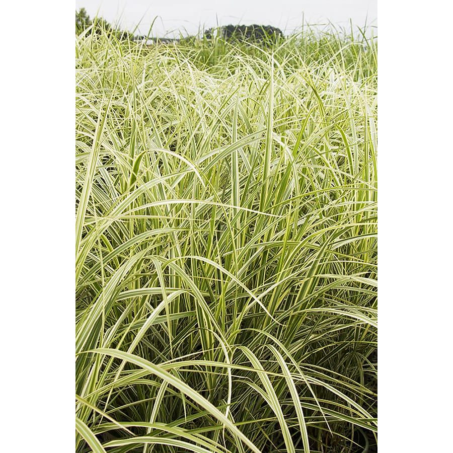 Monrovia 3.58-Gallon in Variegated Japanese Silver Grass