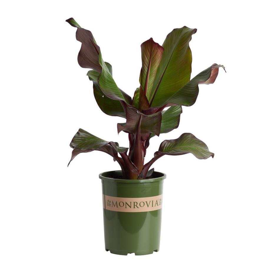 Monrovia Red Leaved Banana Flowering Shrub In Pot With Soil At Monrovia Red Leaved Banana Flowering Shrub In Pot With Soil