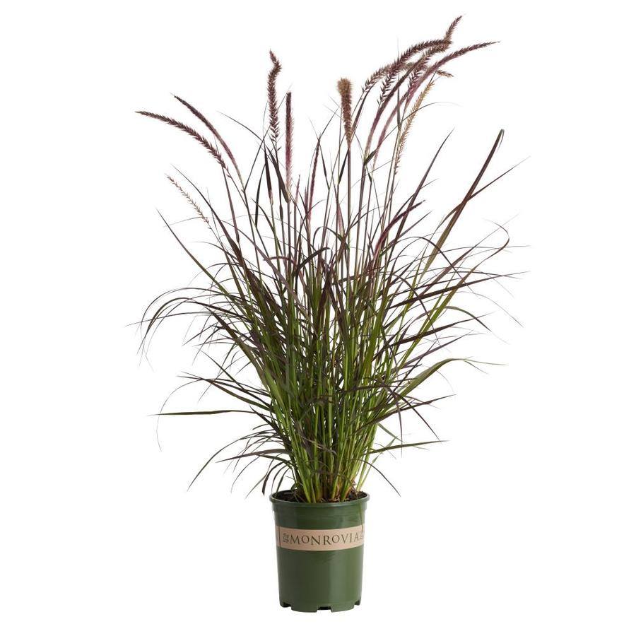 Monrovia 2.6Quart in Purple Fountain Grass at