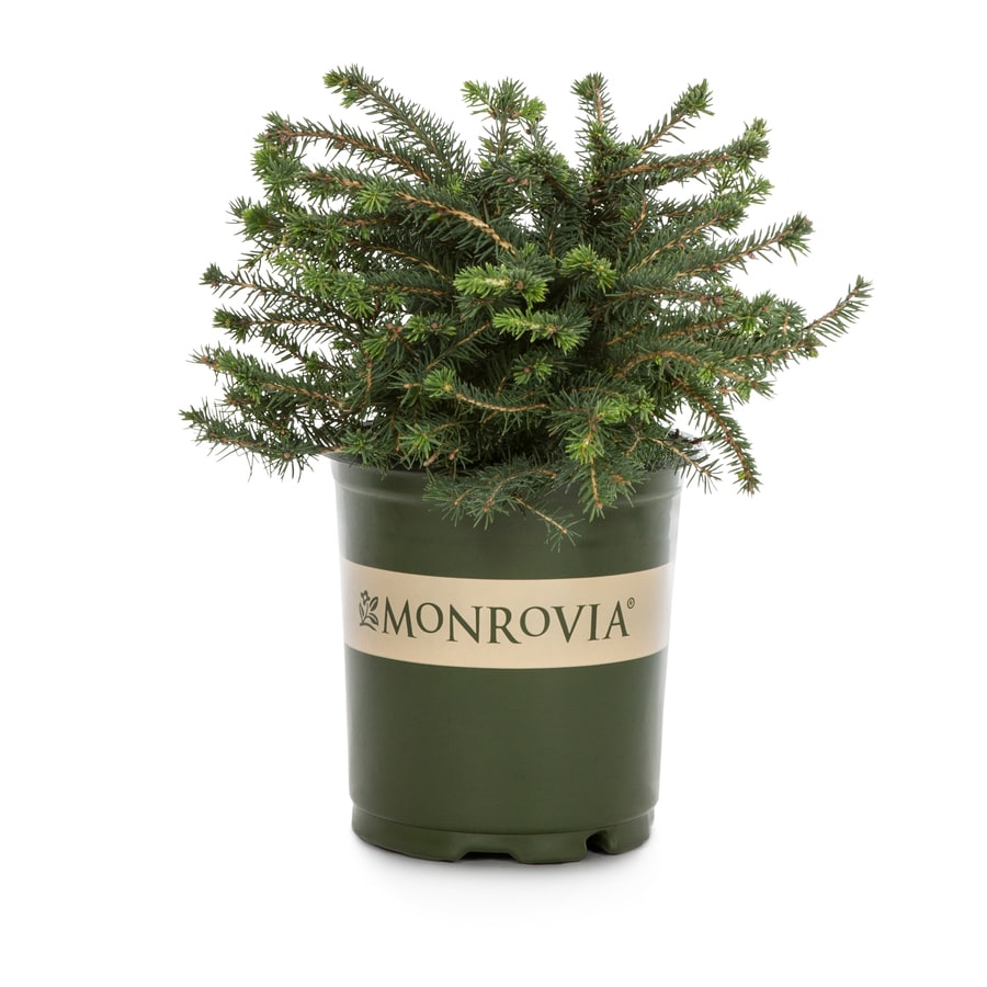 Monrovia Nest Spruce Foundation/Hedge Shrub in Pot (With Soil) at Lowes.com