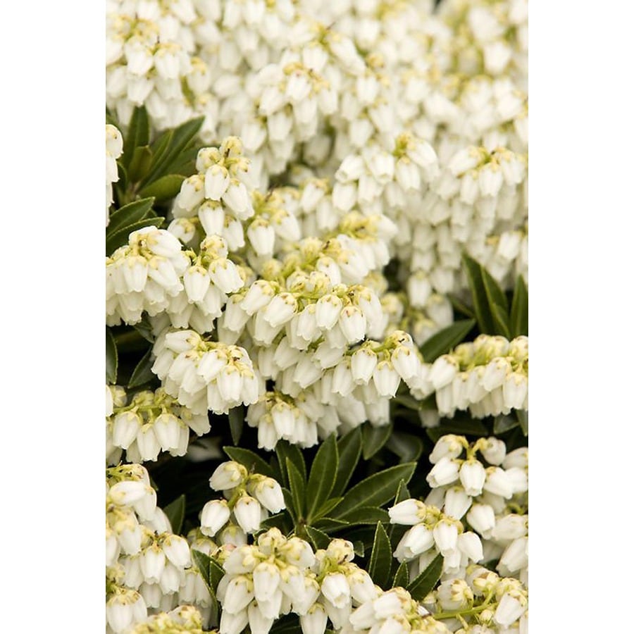 Monrovia White Prelude Lily Of The Valley Flowering Shrub