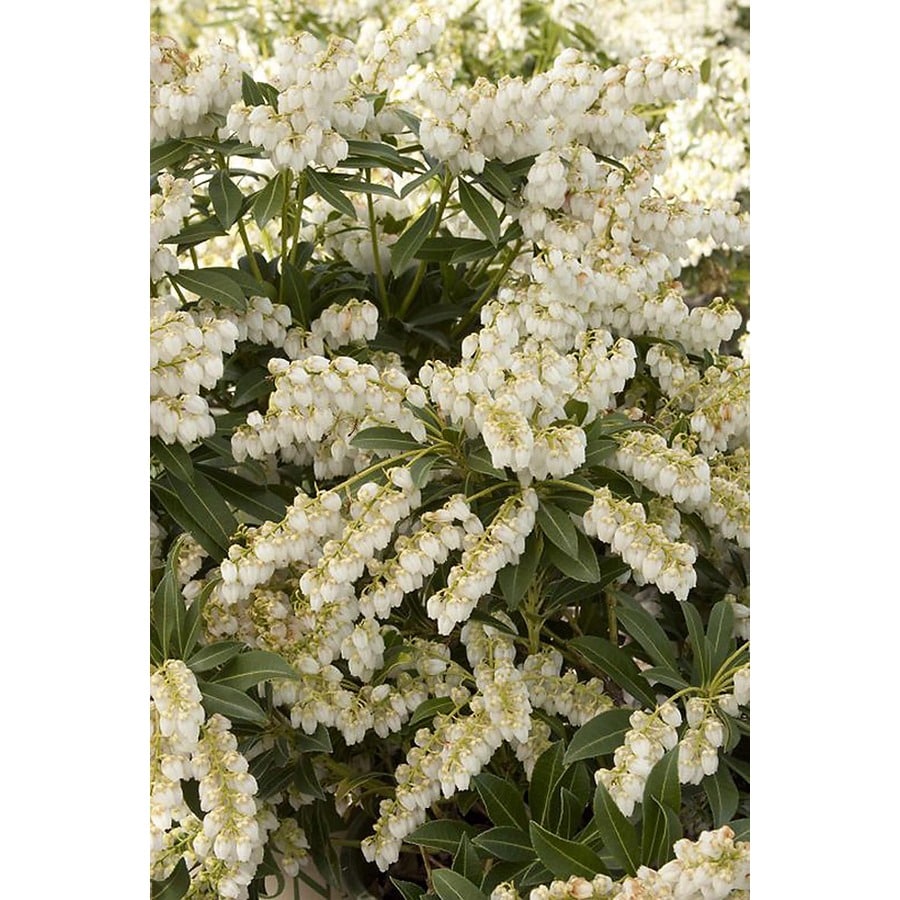 Monrovia White Purity Japanese Lily Of The Valley Flowering Shrub in ...