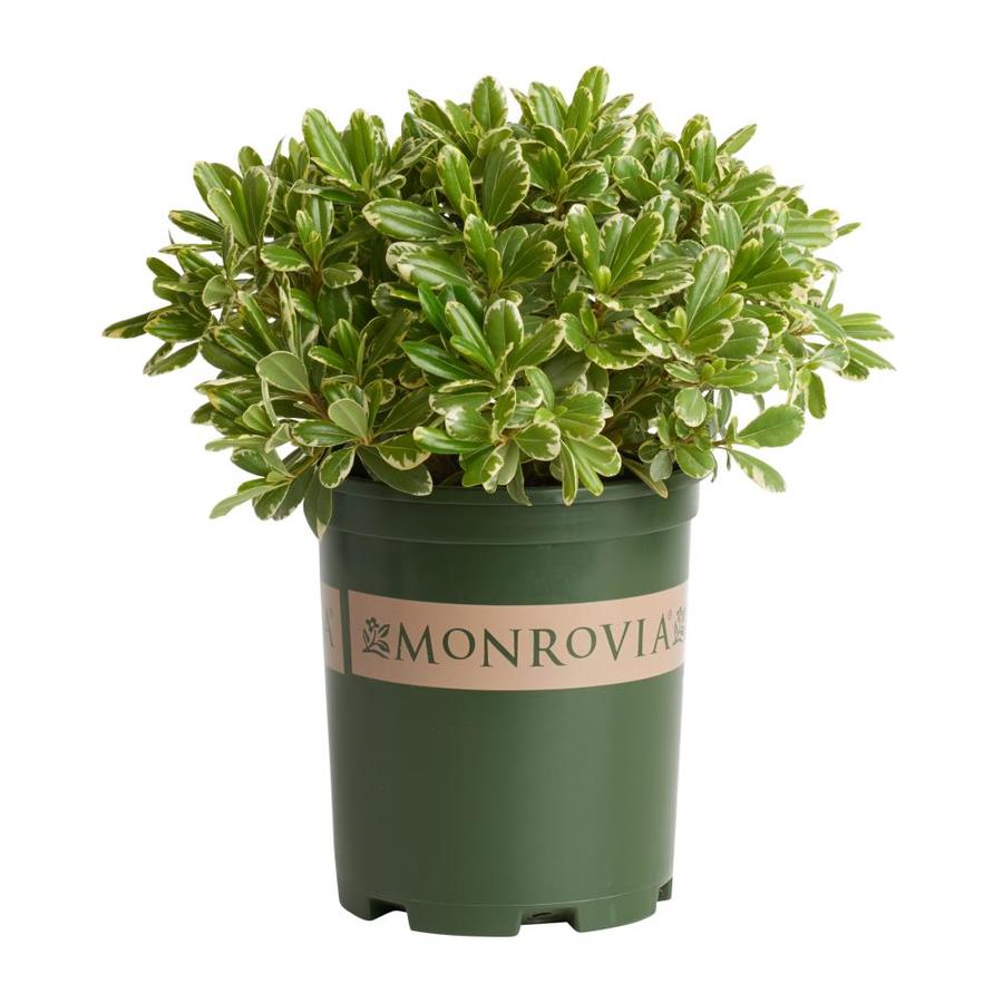 Monrovia 2.6Quart White Cream De Mint Pittosporum Foundation/Hedge
