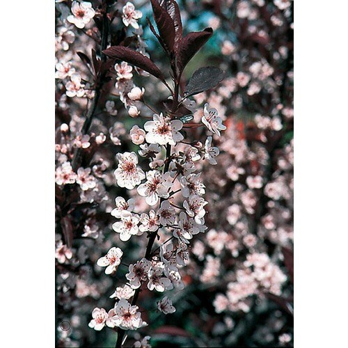 Monrovia Pink Dwarf Red-leaf Sand Cherry Flowering Shrub ...