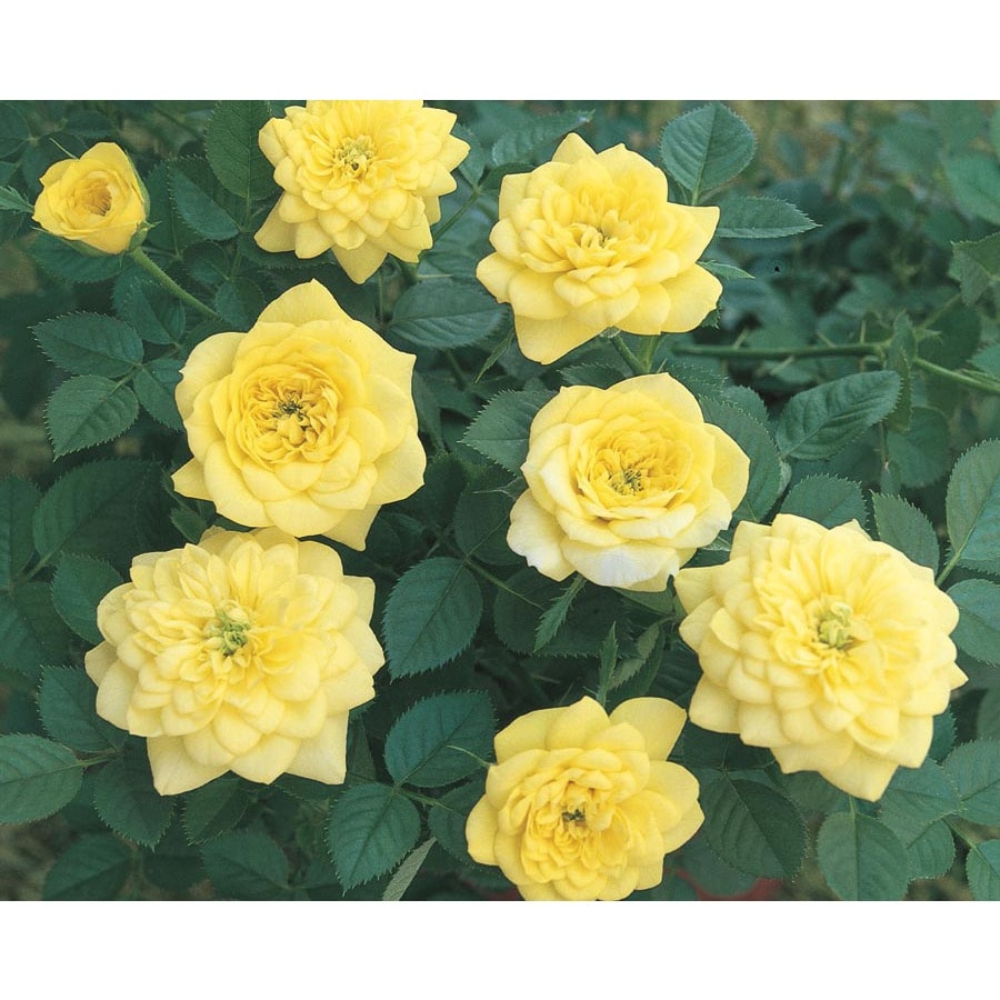 yellow sunblaze rose