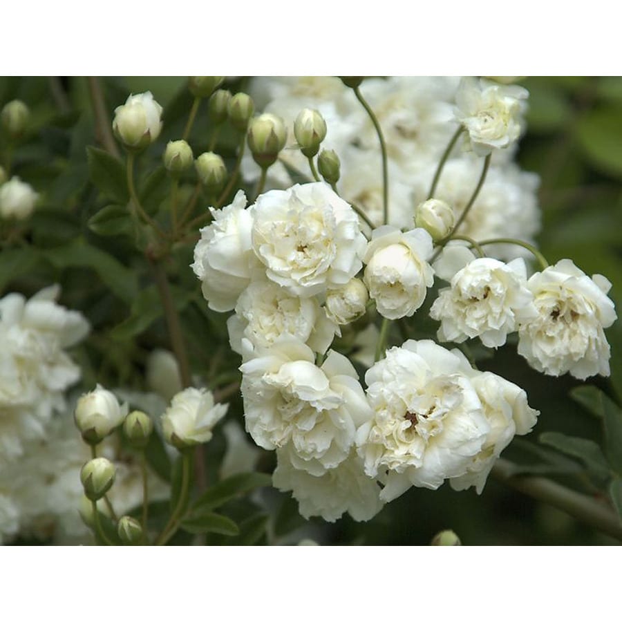 Monrovia Potted White Lady Banks Rose at Lowes.com