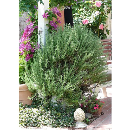 Monrovia Blue Tuscan Blue Rosemary Flowering Shrub in Pot in the Shrubs department at