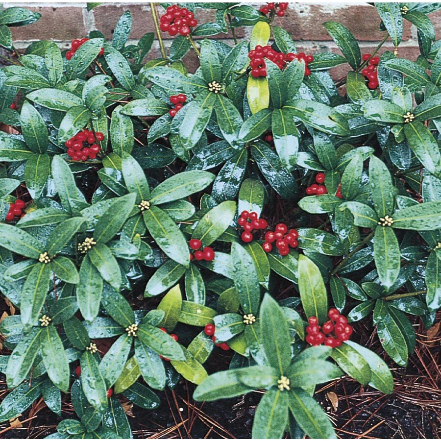 Monrovia White Reeves Skimmia Flowering Shrub in Pot (With Soil)