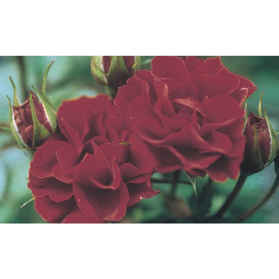 Monrovia in Red Red Sunblaze Rose (Lw02387)