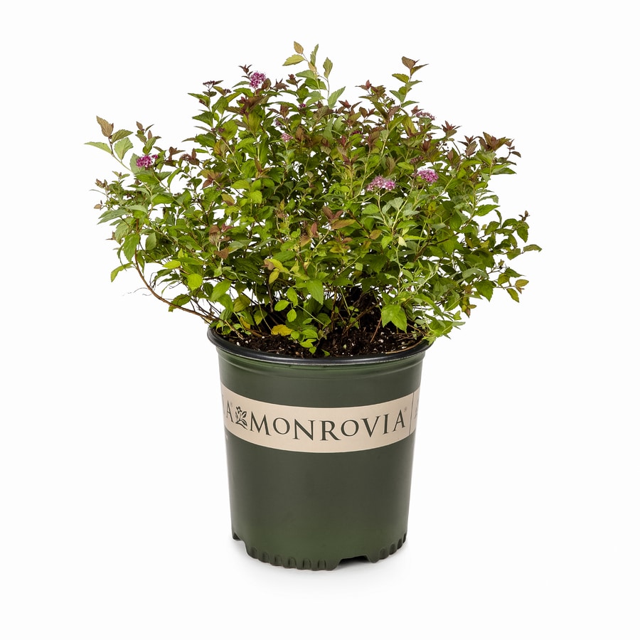 Monrovia Pink Magic Carpet Spirea P9363 Flowering Shrub in Pot (With ...