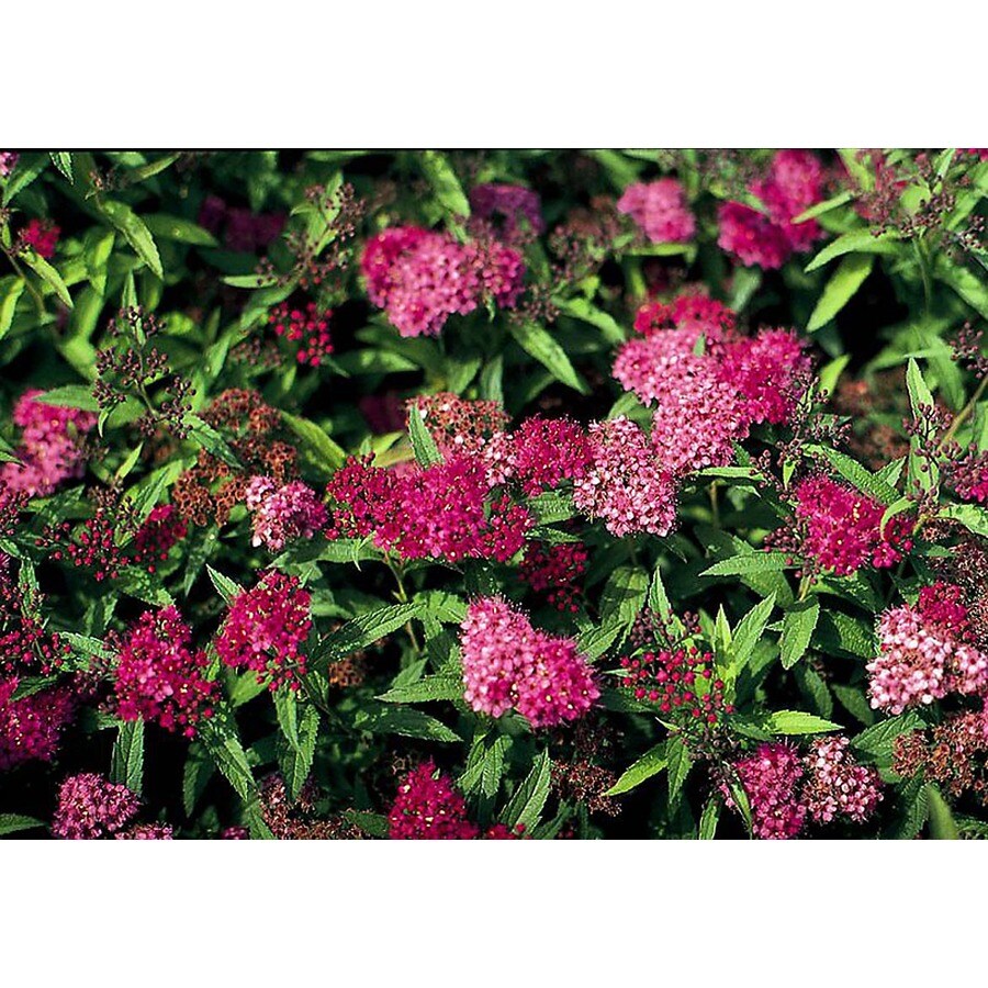 Monrovia Red Neon Flash Spirea Flowering Shrub in Pot (With Soil) at ...