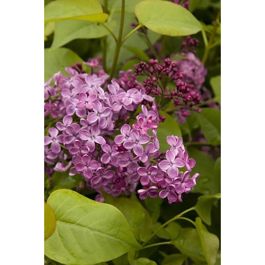 Monrovia Violet Pocahontas Canadian Lilac Flowering Shrub in Pot (With