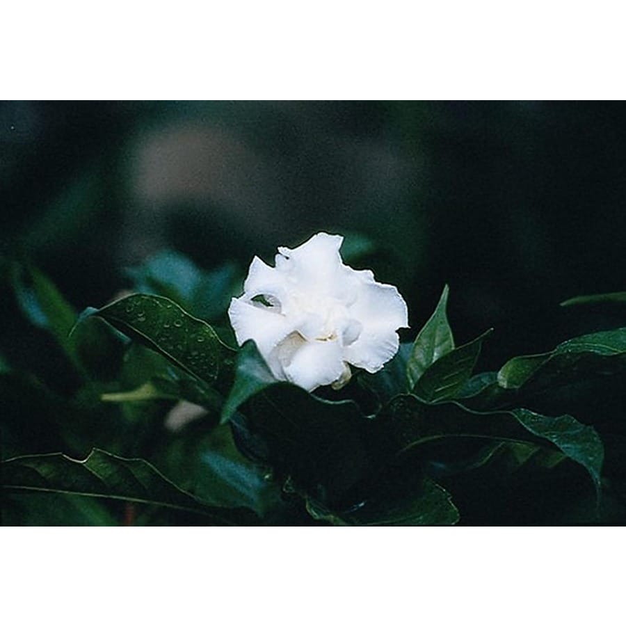 Monrovia White Arabian Jasmine Flowering Shrub In Pot In The Shrubs Department At Lowes Com