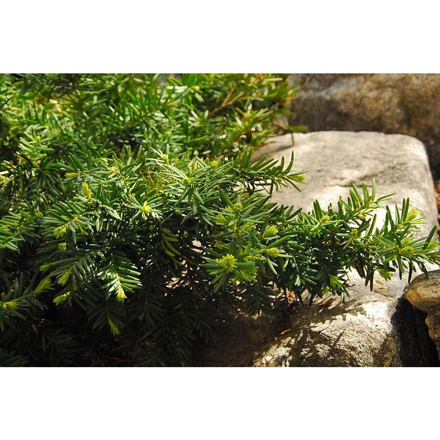 Monrovia Dense Spreading Yew Foundation/Hedge Shrub in Pot (With Soil ...