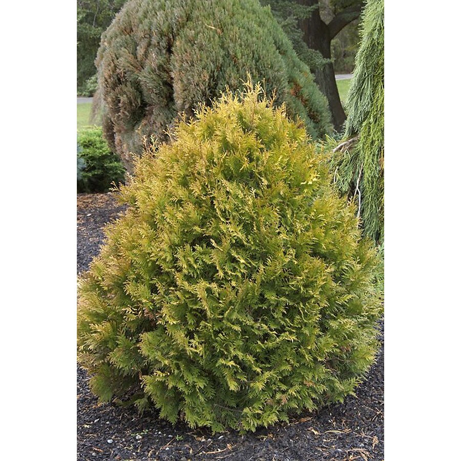 Monrovia Rheingold Arborvitae Foundation/Hedge Shrub in Pot (With Soil